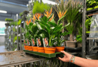 Euro Plant Tray eG